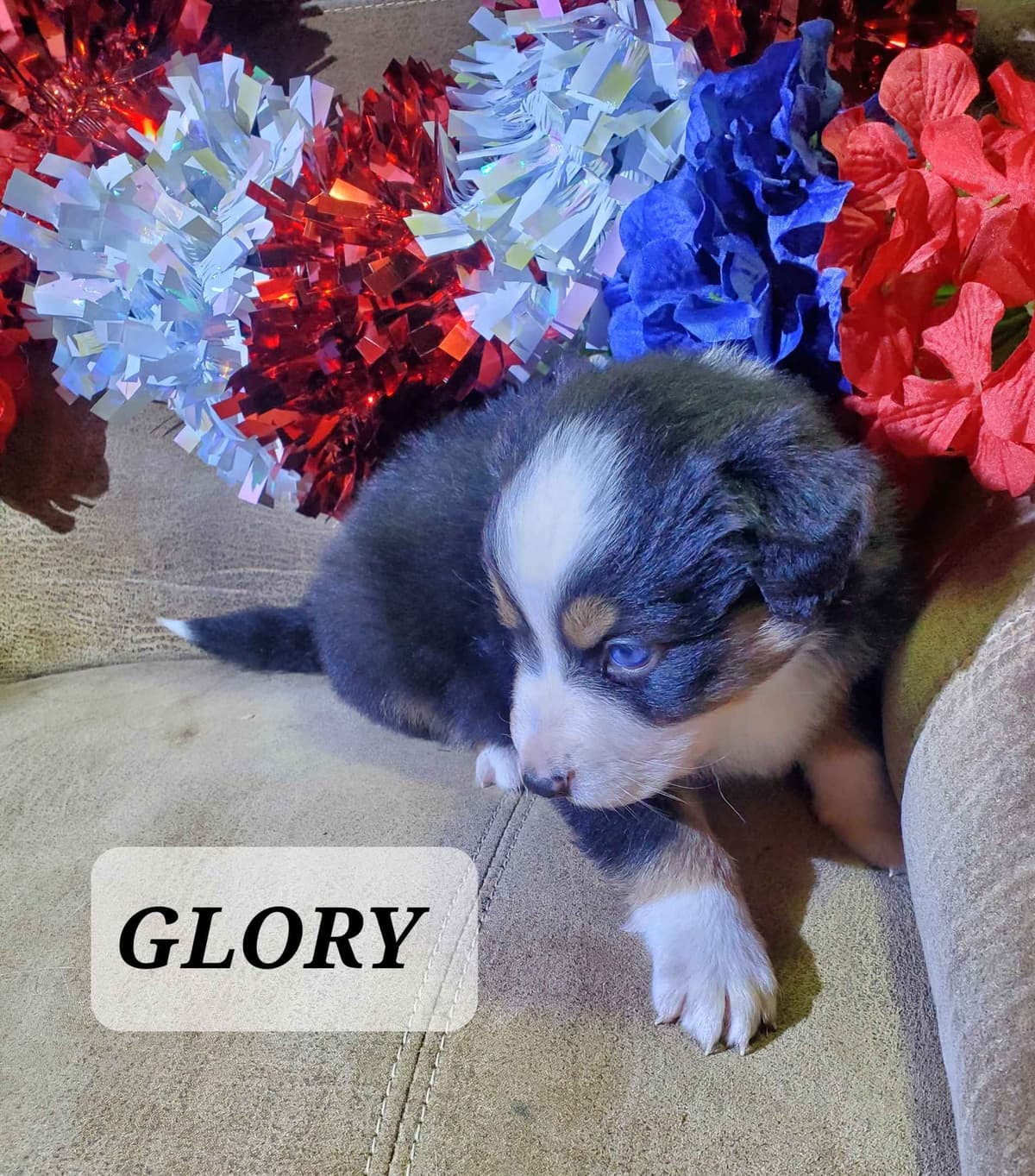 Australian Shepherd Puppies breeder image 3
