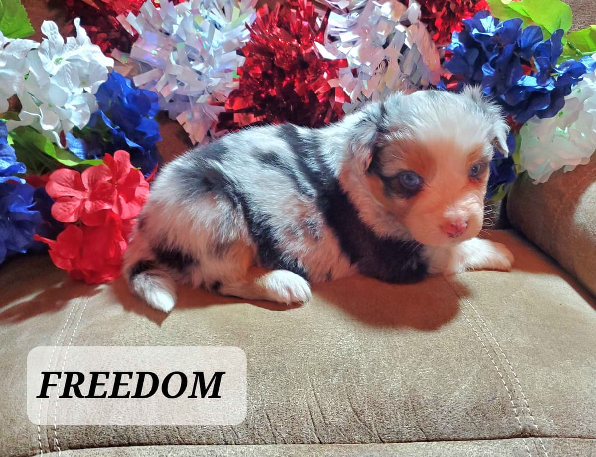 Australian Shepherd Puppies breeder image 4
