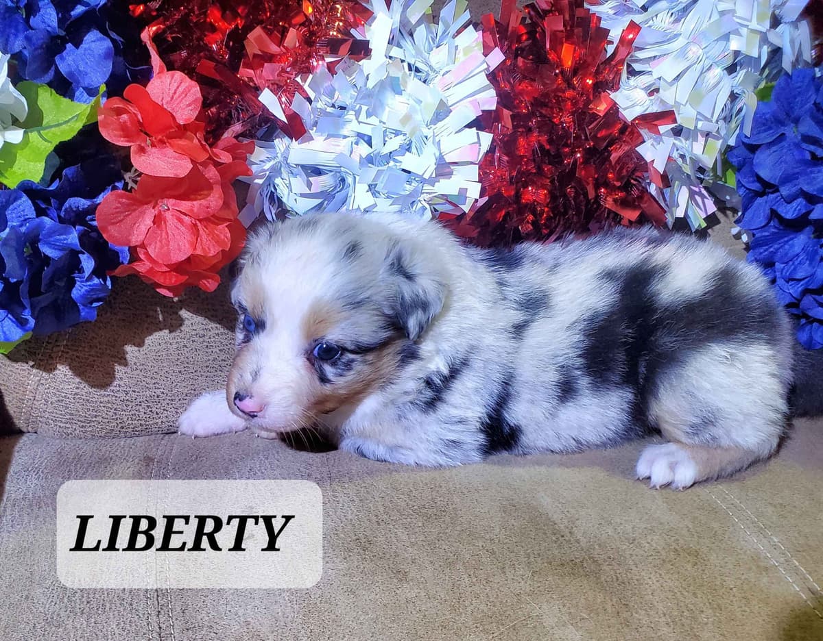 Australian Shepherd Puppies breeder image 5