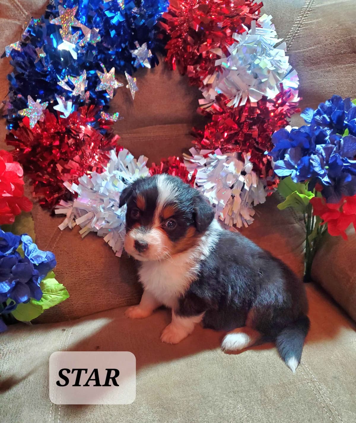 Australian Shepherd Puppies breeder image 6