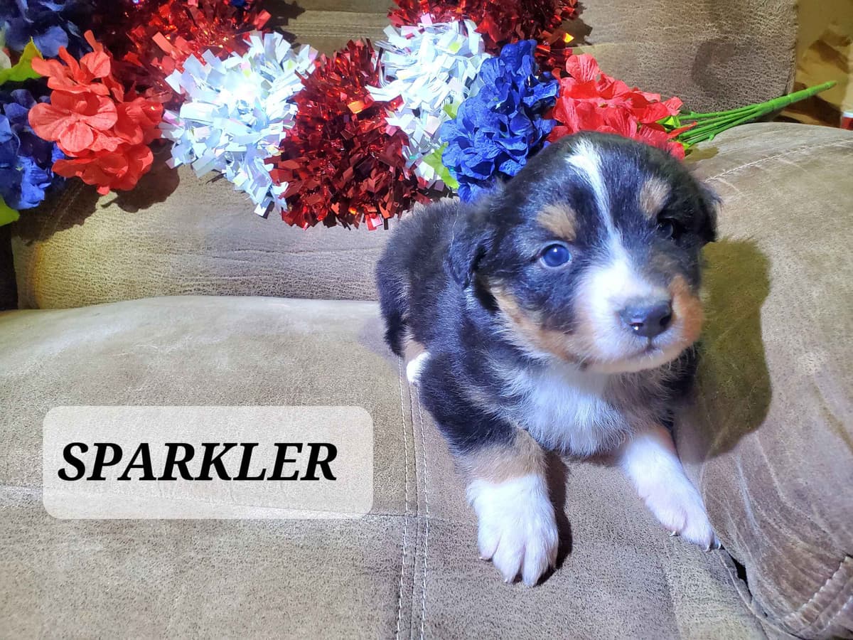 Australian Shepherd Puppies breeder image 7