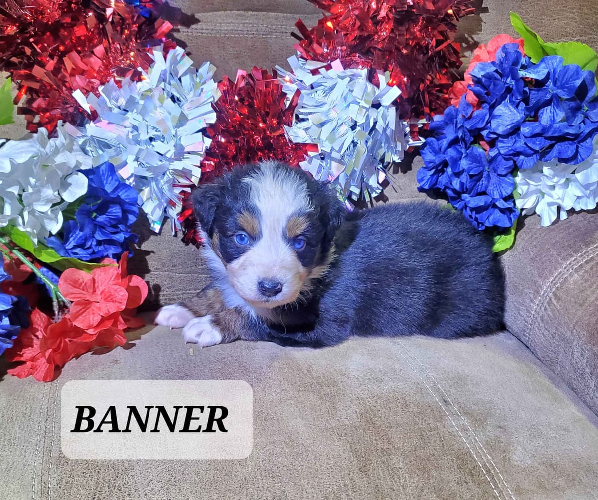 Australian Shepherd Puppies breeder image 8