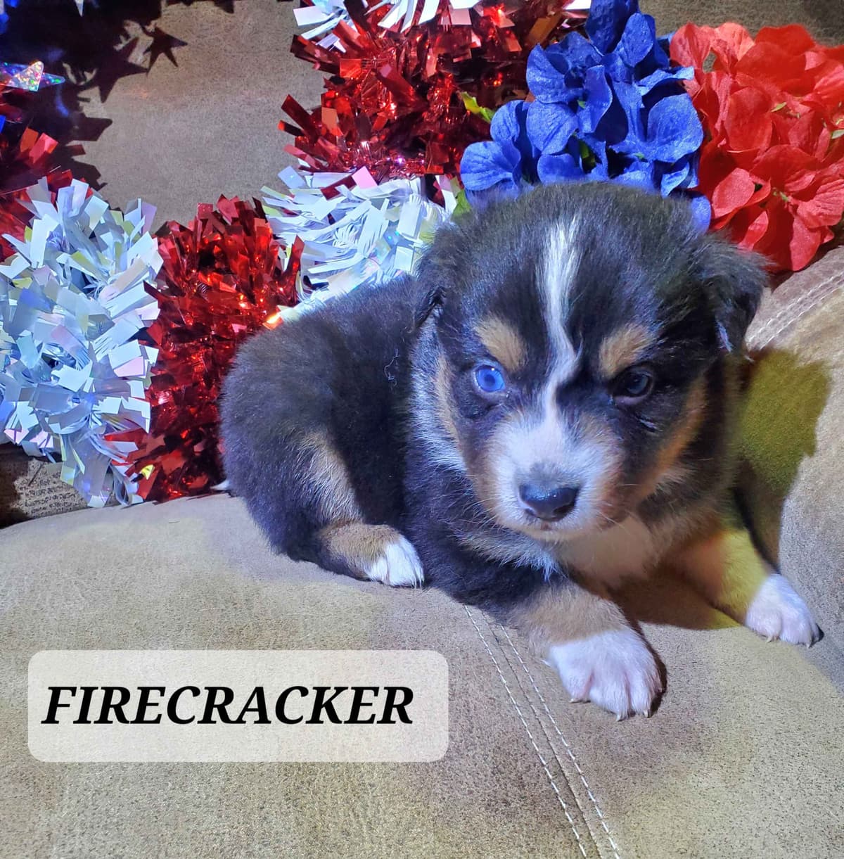 Australian Shepherd Puppies breeder image 10