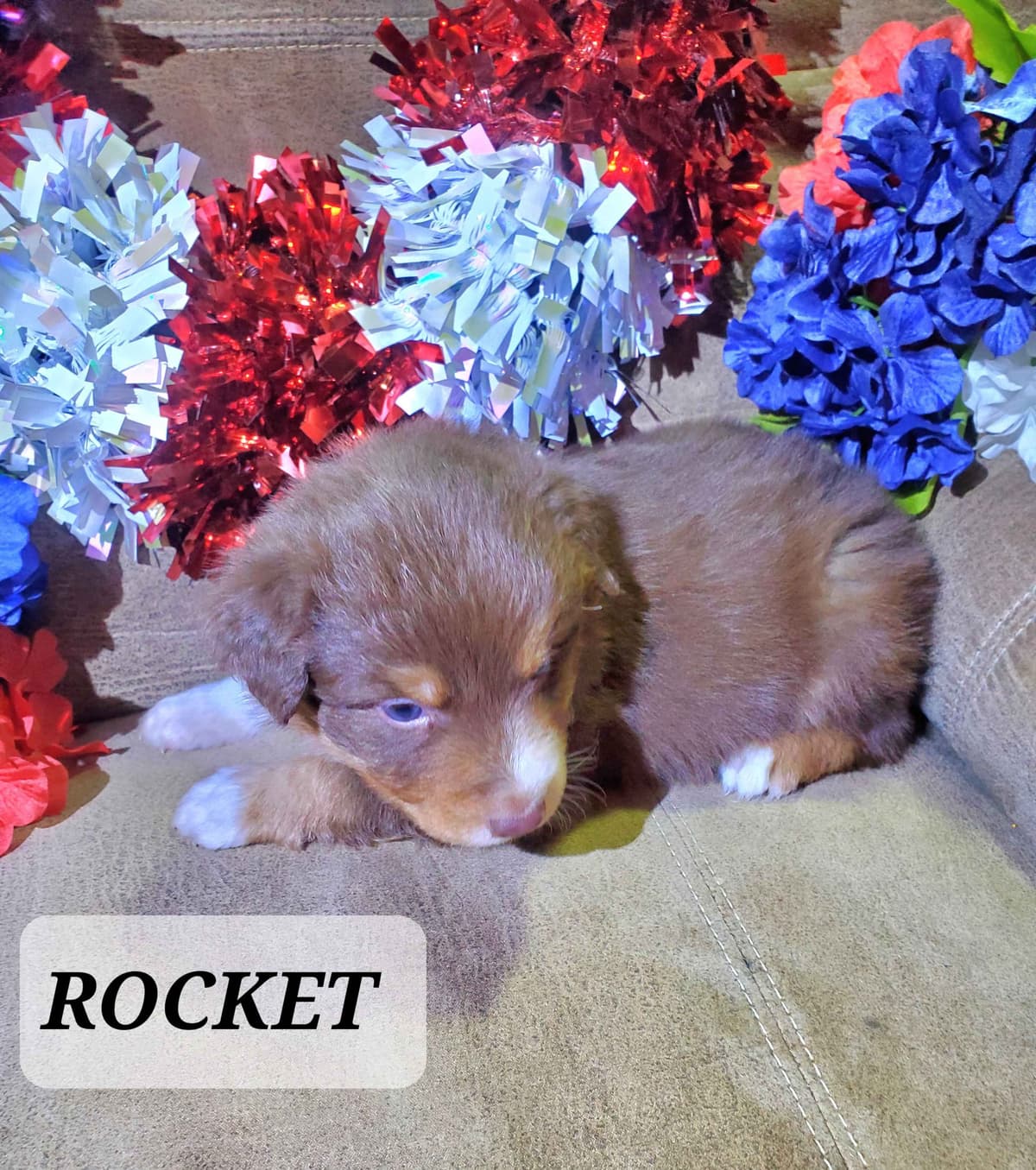 Australian Shepherd Puppies breeder image 9