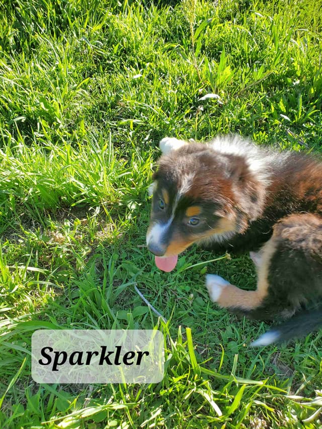 Australian Shepherd Puppies media 2