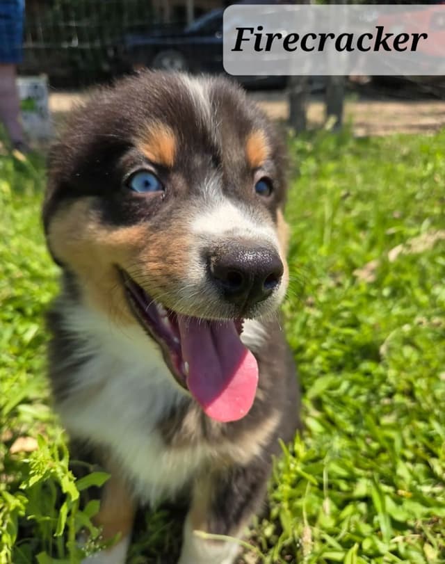Australian Shepherd Puppies media 3