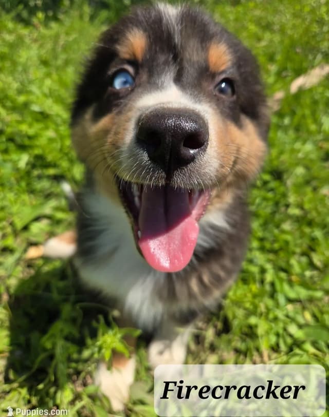 Australian Shepherd Puppies media 4