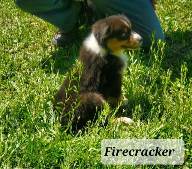 Australian Shepherd Puppies media 5