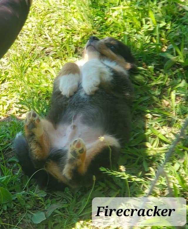 Australian Shepherd Puppies media 6