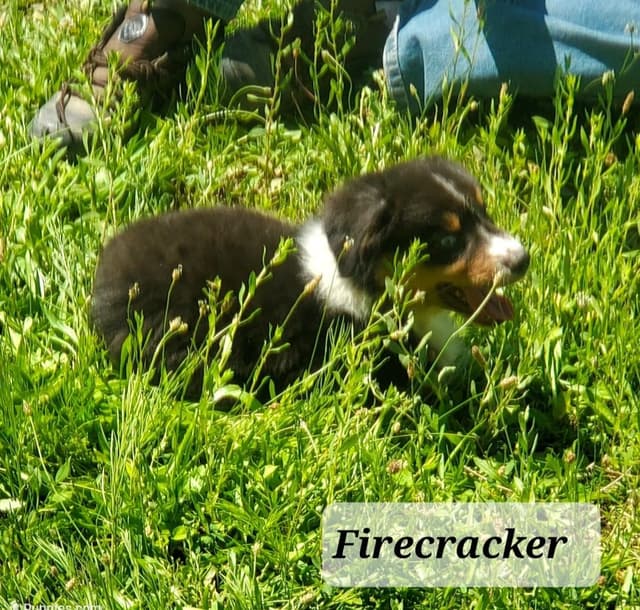 Australian Shepherd Puppies media 7