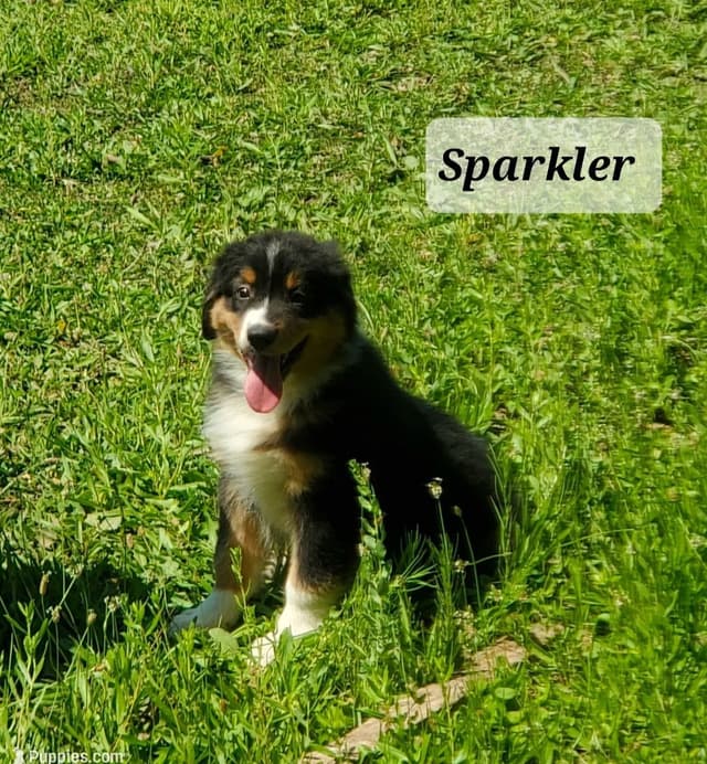 Australian Shepherd Puppies media 9