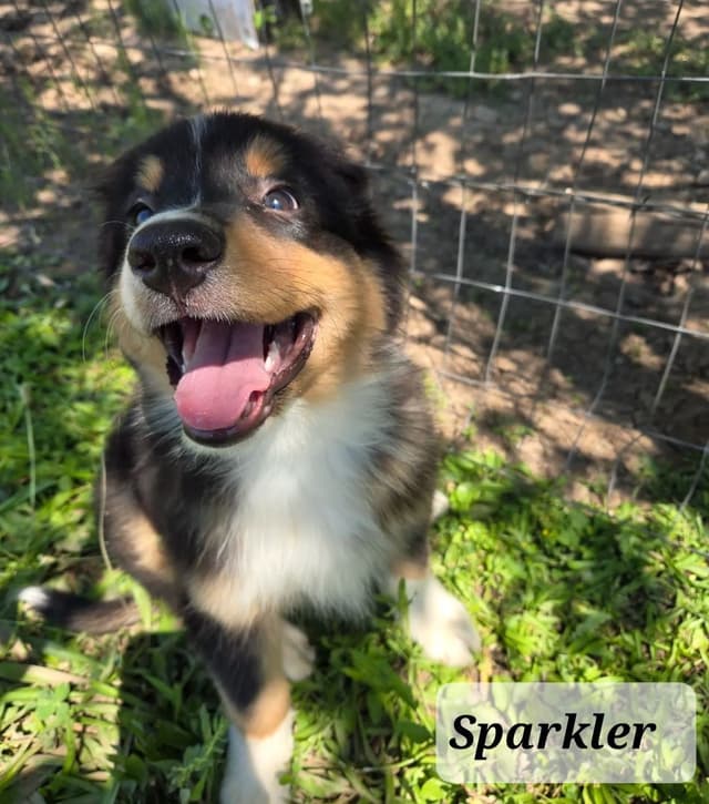 Australian Shepherd Puppies media 10