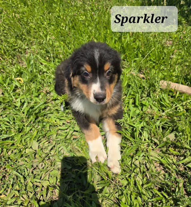 Australian Shepherd Puppies media 11