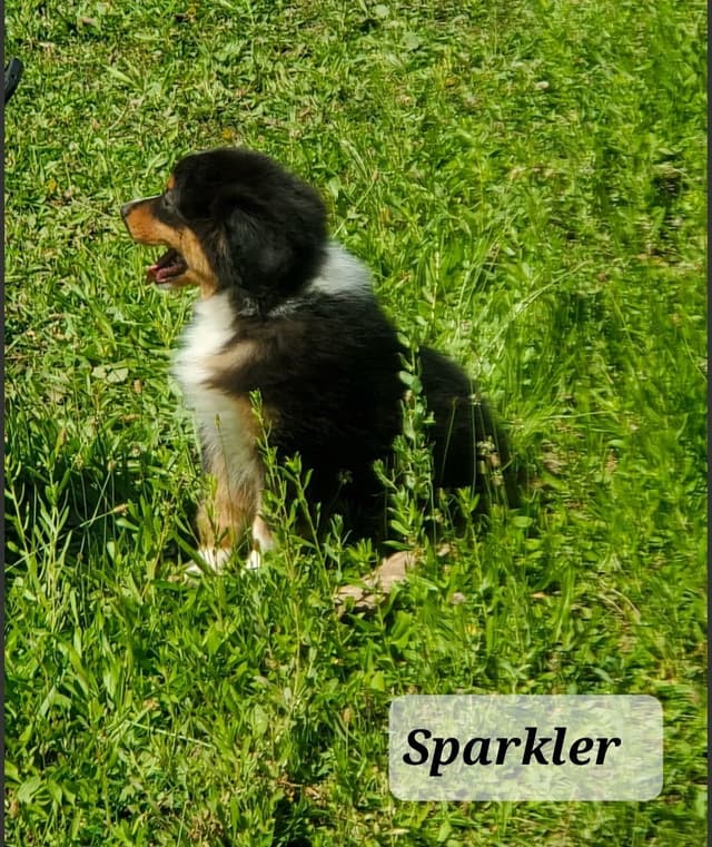 Australian Shepherd Puppies media 12