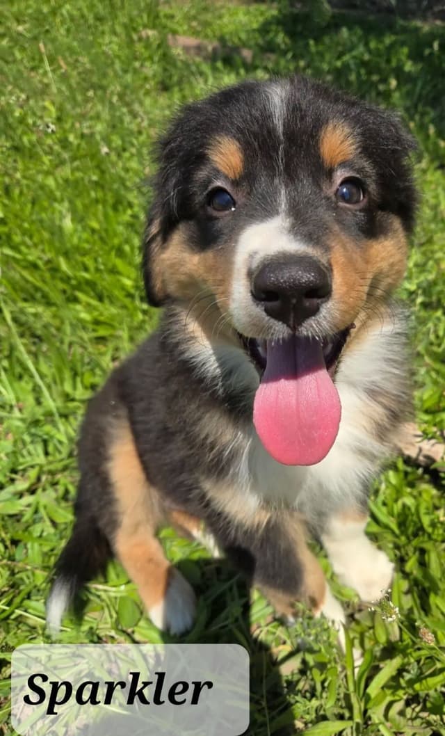 Australian Shepherd Puppies media 13