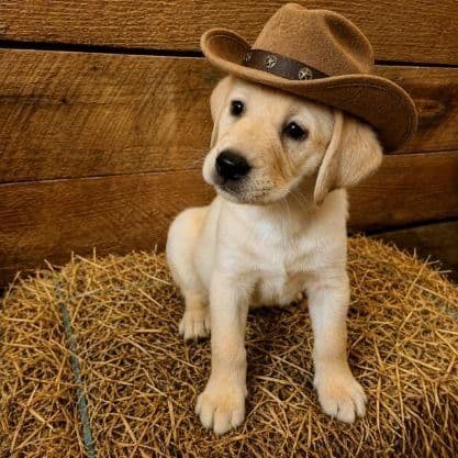 Lab Puppies Ready For Forever Homes! media 3