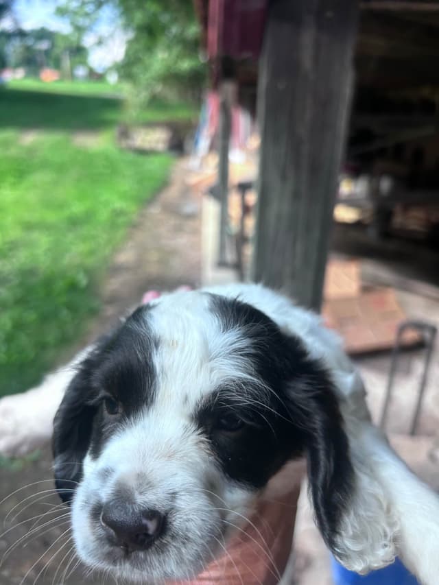 English Cocker Spaniel Puppies media 2