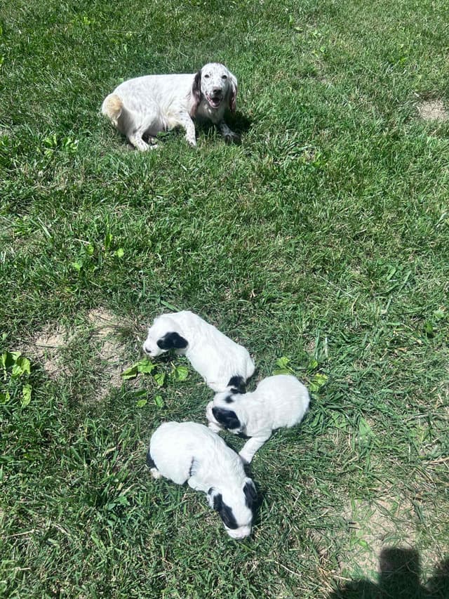 English Cocker Spaniel Puppies media 4