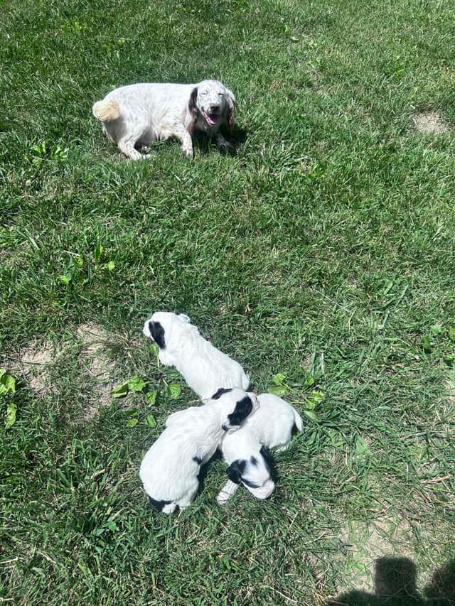 English Cocker Spaniel Puppies media 5