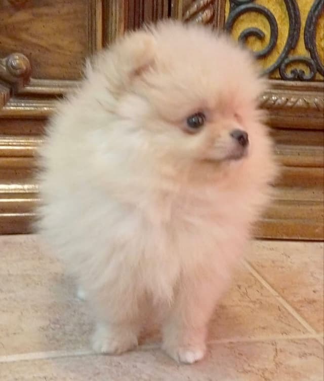 Pomeranian Puppies, toy males media 4