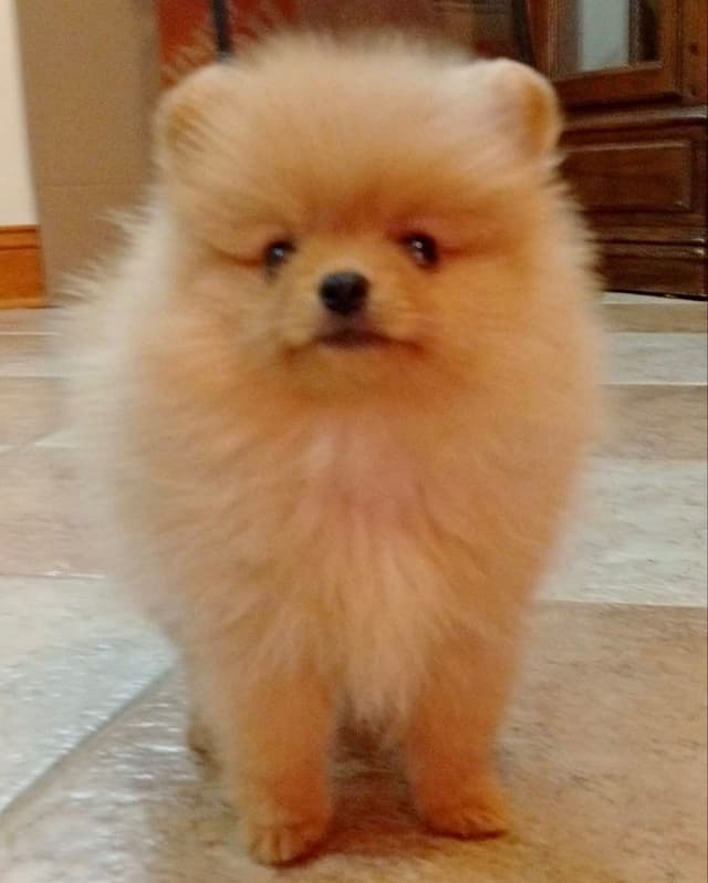 Pomeranian Puppies, toy males media 6