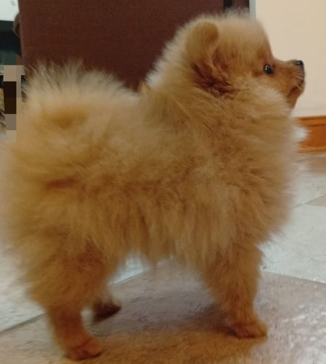 Pomeranian Puppies, toy males media 5