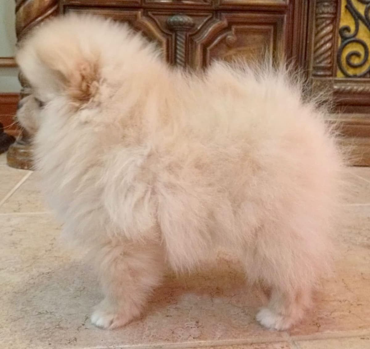 Pomeranian Puppies, toy males breeder image 4