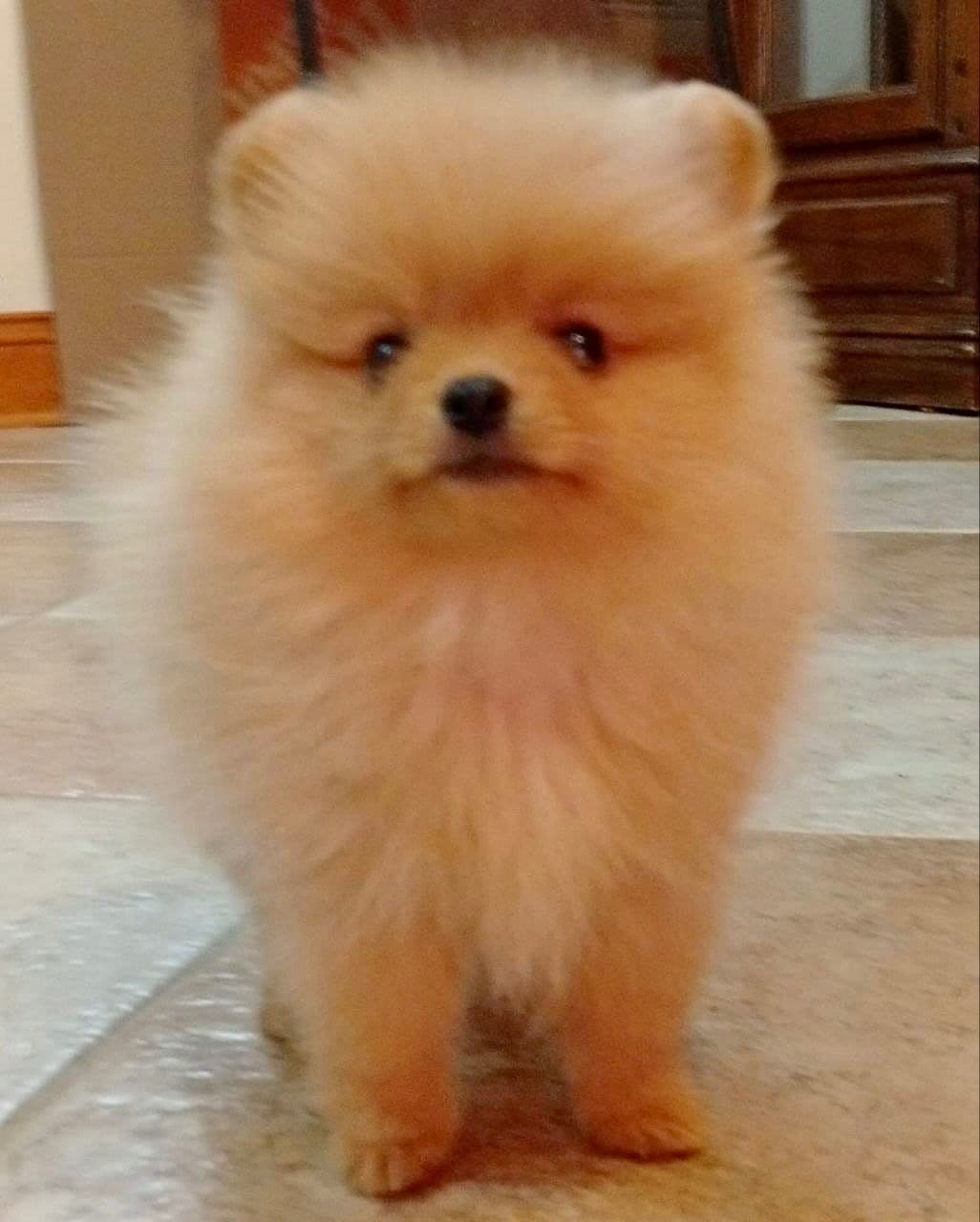 Pomeranian Puppies, toy males breeder image 5