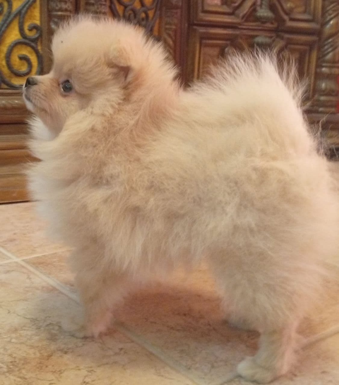 Pomeranian Puppies, toy males breeder image 3