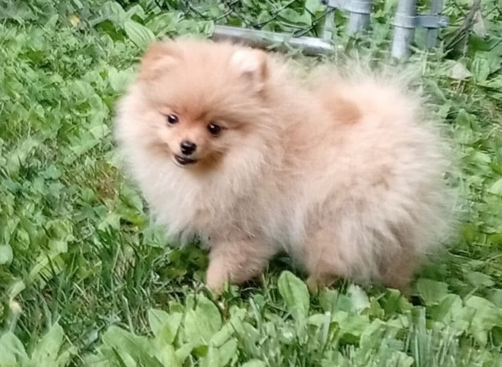 Pomeranian Puppies, toy males breeder image 7