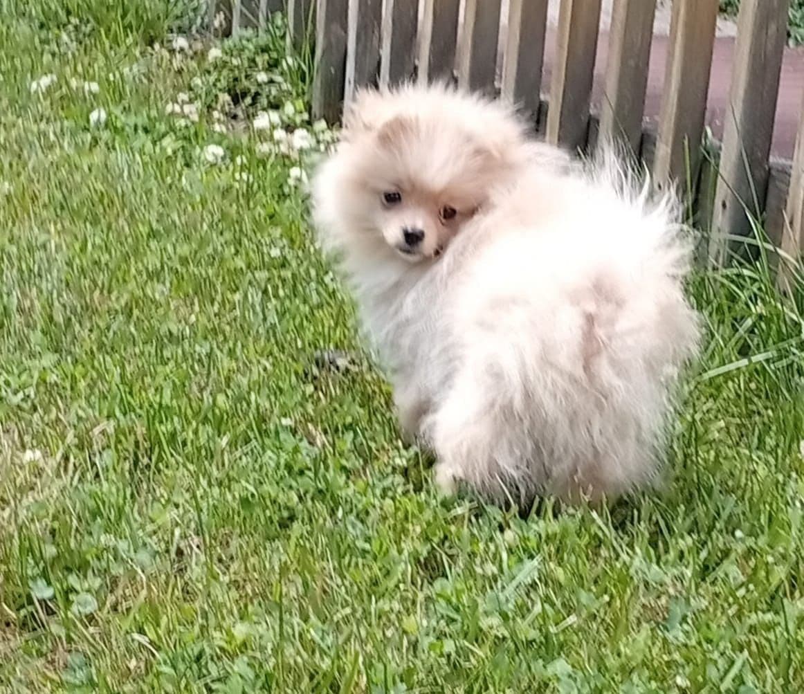 Pomeranian Puppies, toy males breeder image 8