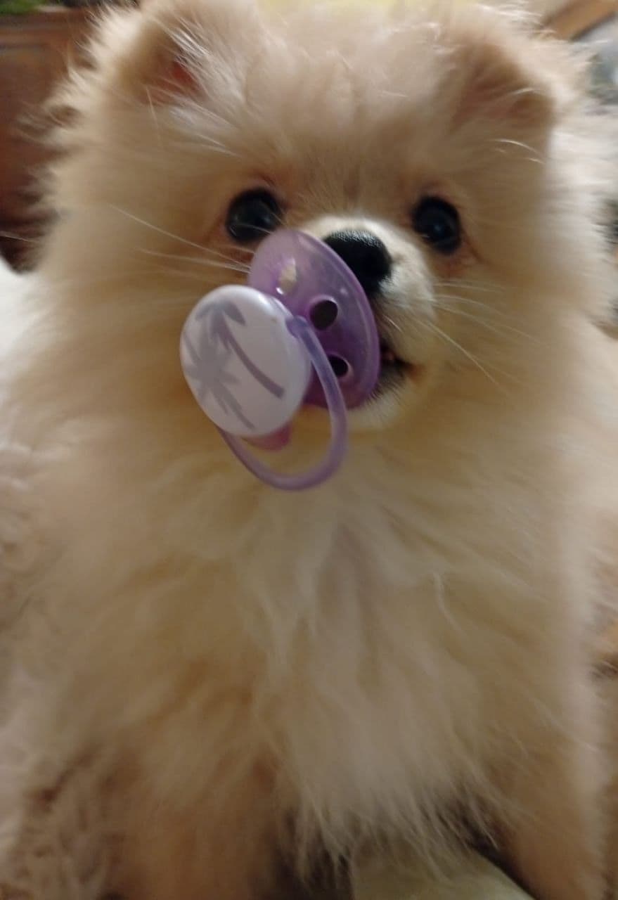 Pomeranian Puppies, toy males breeder image 10