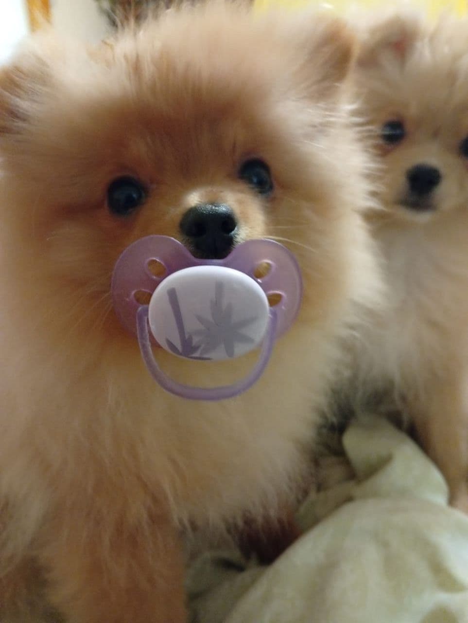 Pomeranian Puppies, toy males breeder image 11