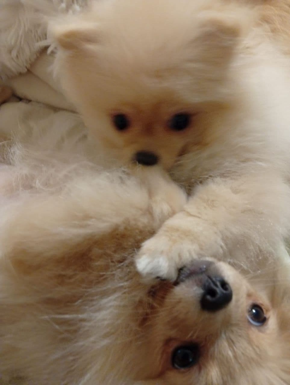 Pomeranian Puppies, toy males breeder image 12