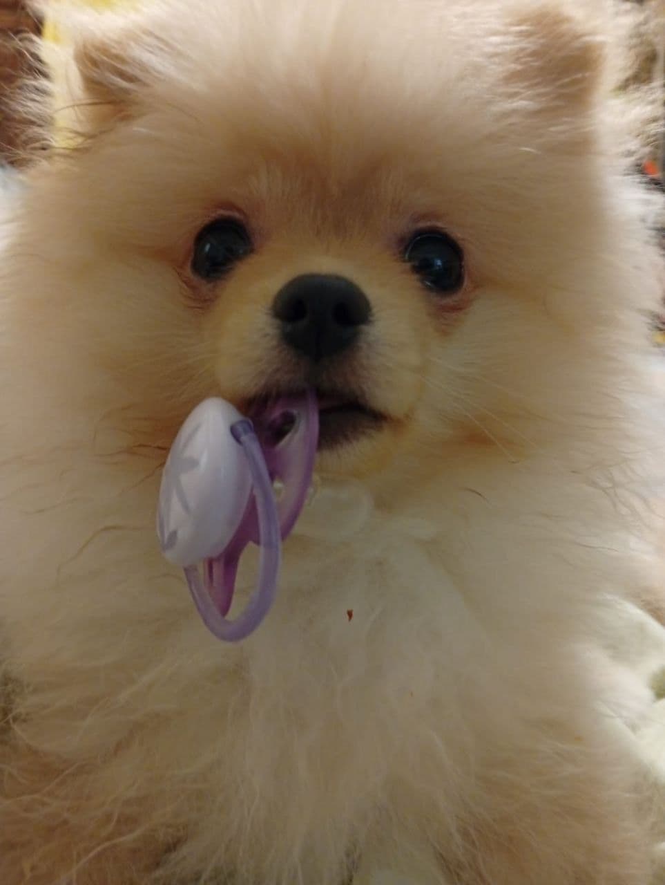 Pomeranian Puppies, toy males breeder image 13
