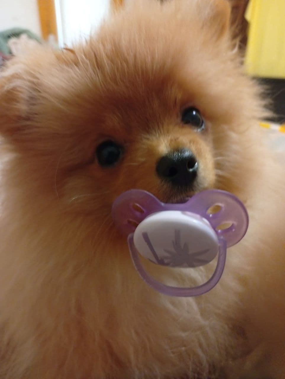 Pomeranian Puppies, toy males breeder image 1