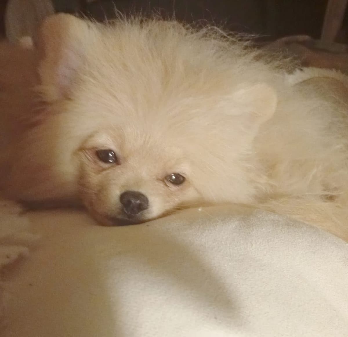 Pomeranian Puppies, toy males breeder image 14