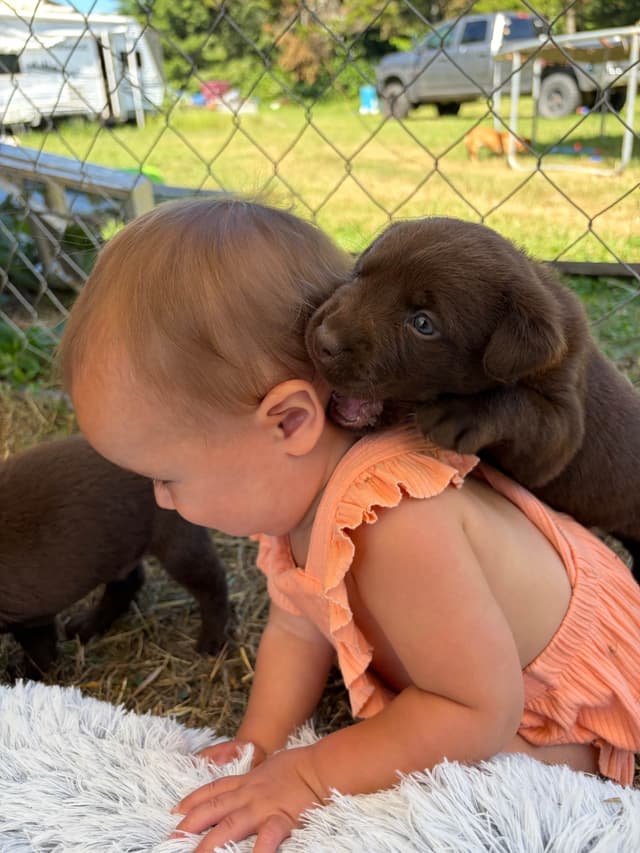 Labrador Retriever Puppies media 2