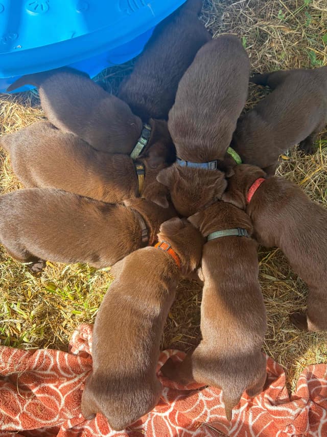 Labrador Retriever Puppies media 3