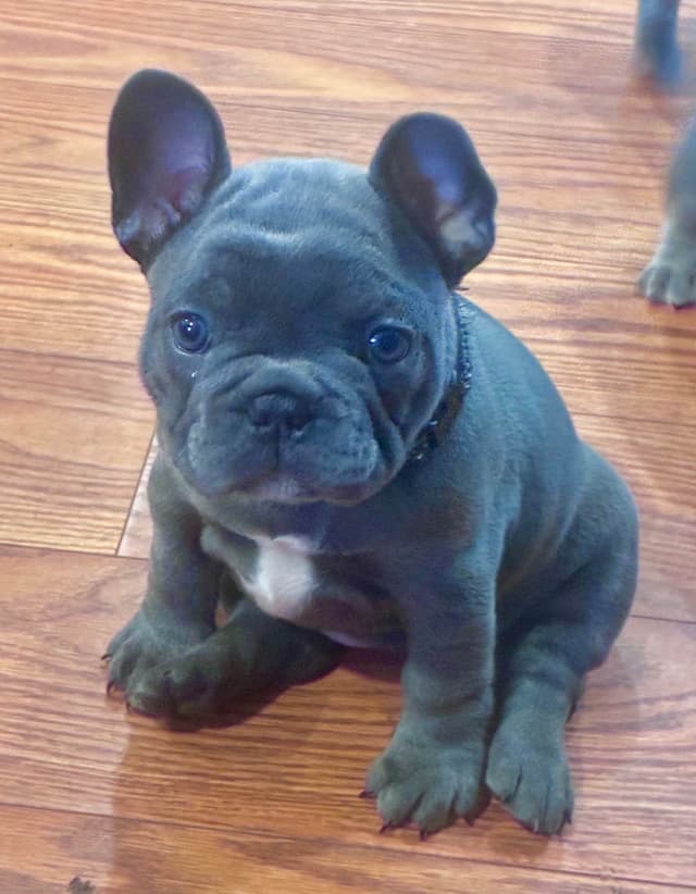 French Bulldog Puppies media 2