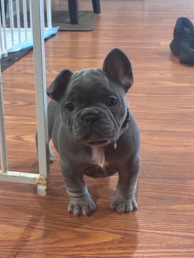 French Bulldog Puppies media 4