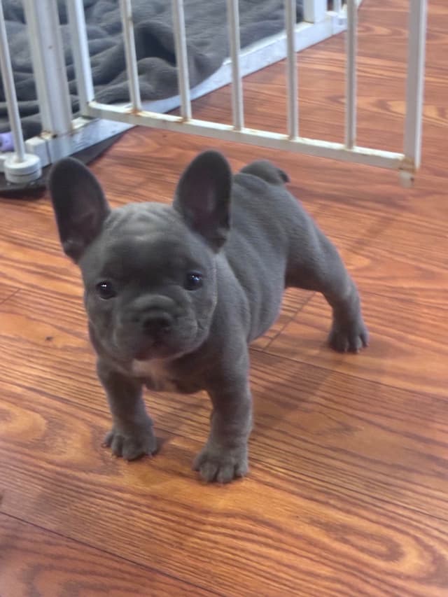 French Bulldog Puppies media 3
