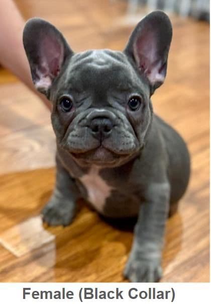 French Bulldog Puppies media 5