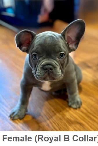 French Bulldog Puppies media 6