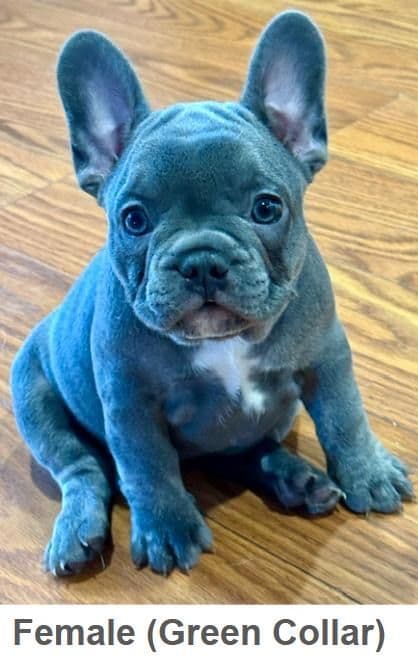 French Bulldog Puppies media 7