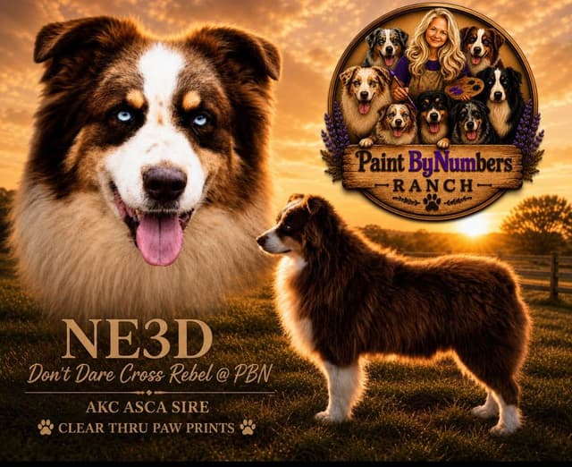 Australian Shepherd Puppies media 2
