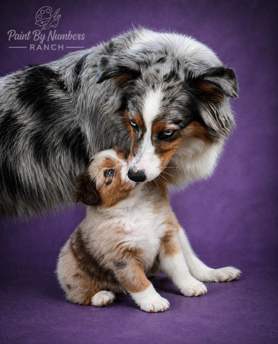 Australian Shepherd Puppies breeder image 2