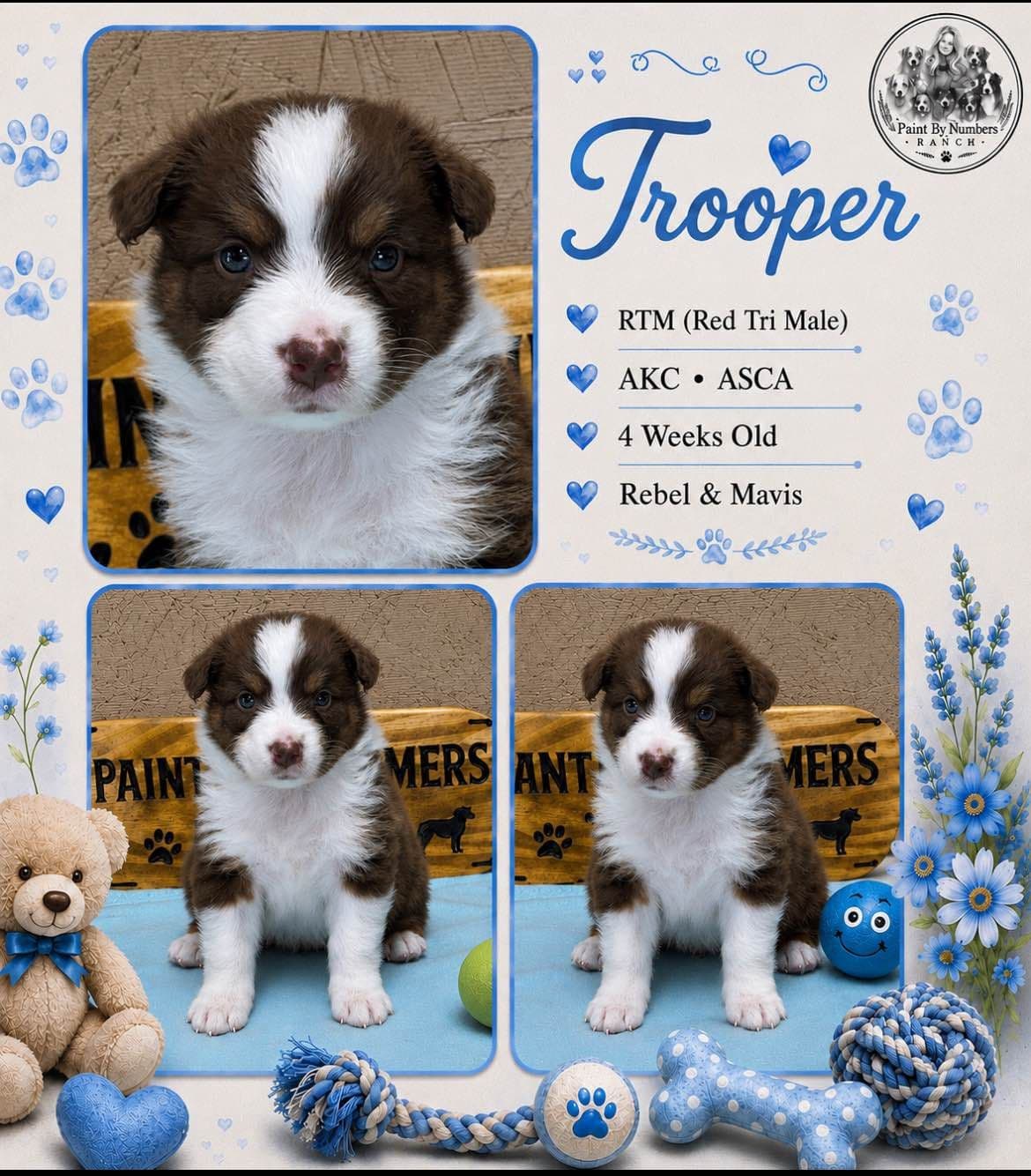 Australian Shepherd Puppies breeder image 7