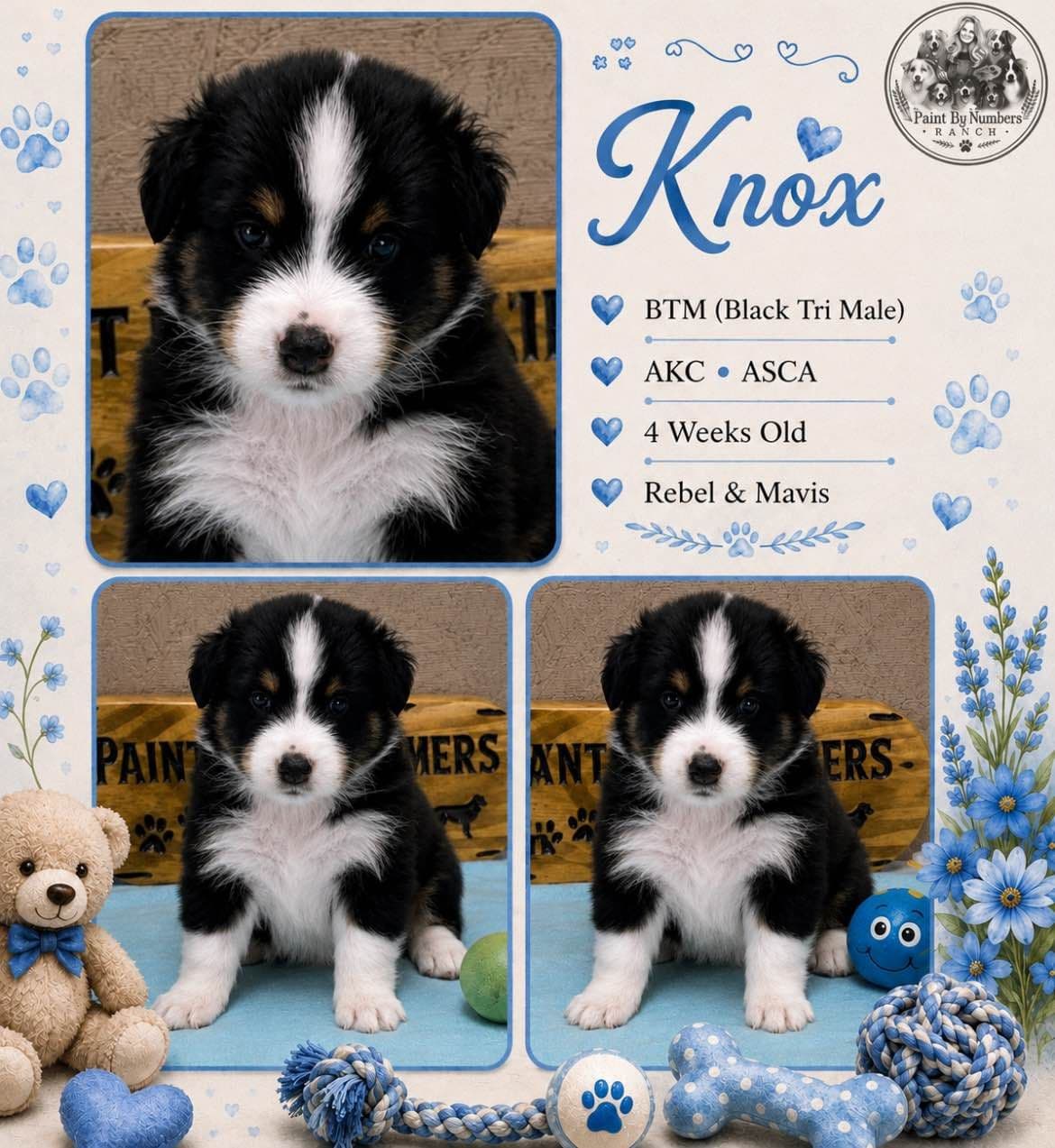 Australian Shepherd Puppies breeder image 9