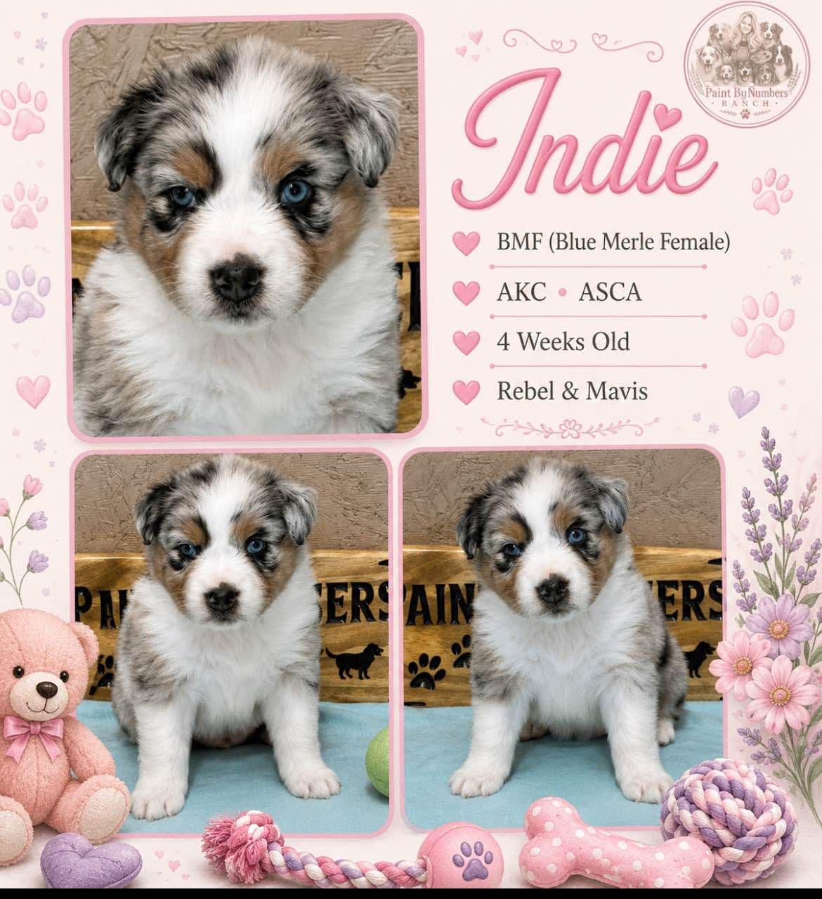 Australian Shepherd Puppies breeder image 10